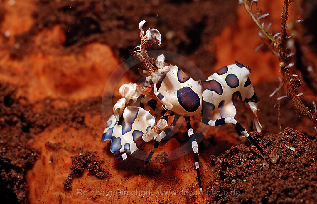 Harlequin shrimp