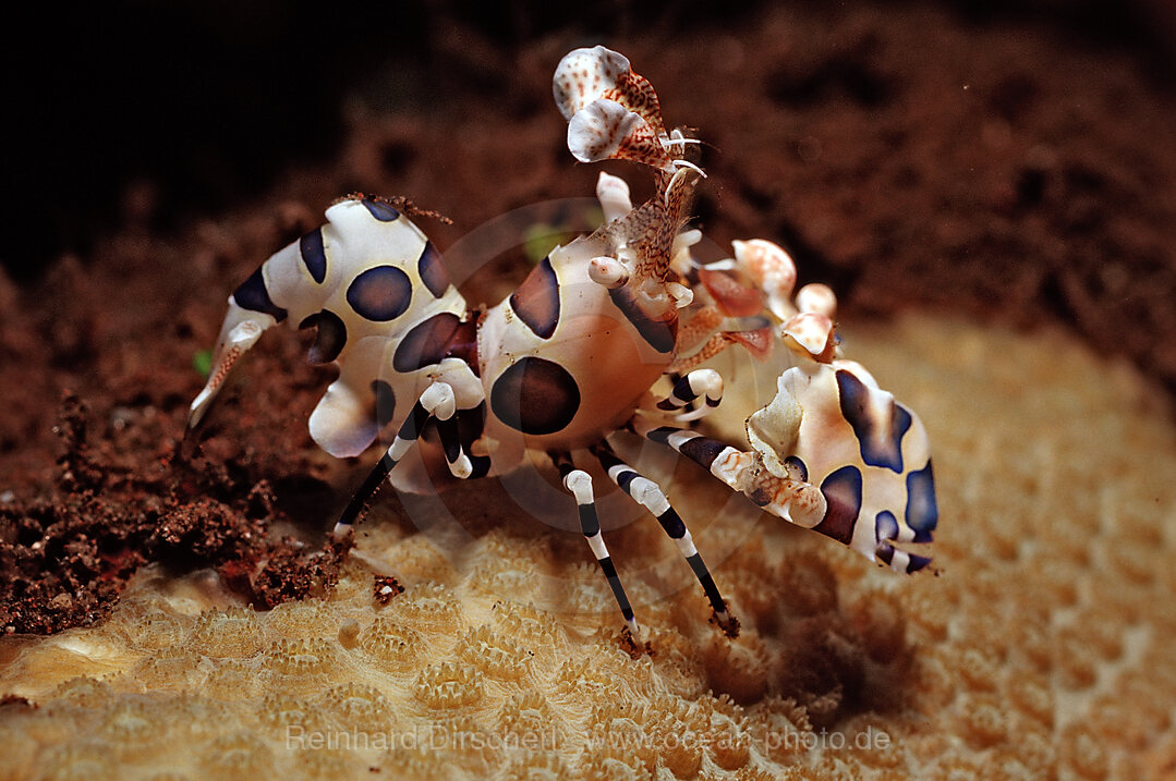 Harlequin shrimp