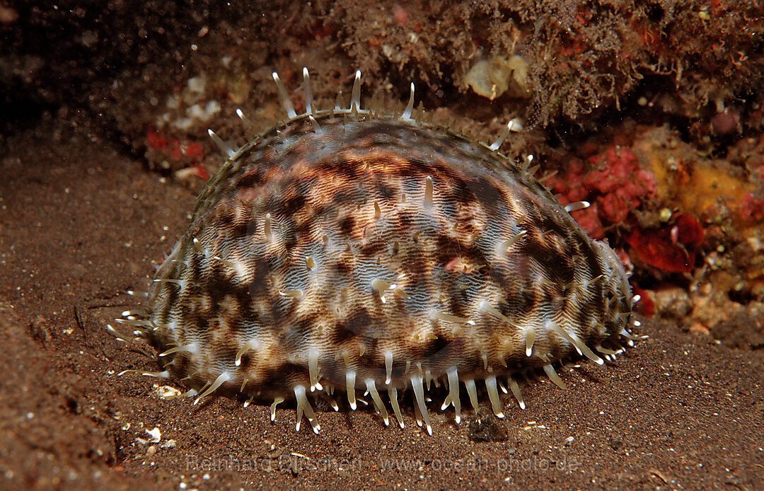 Tiger cowrie