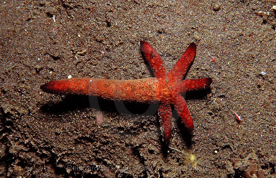 Starfish showing regeneration