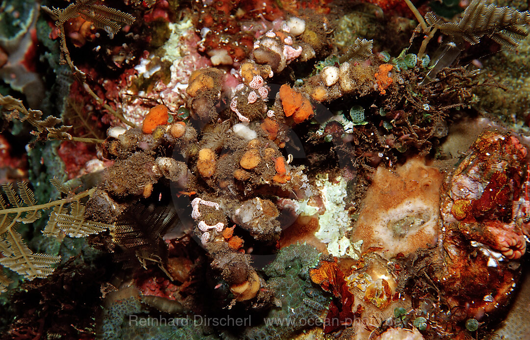 Decorator crab