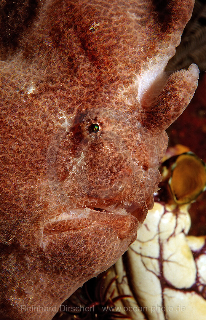Giant frogfish
