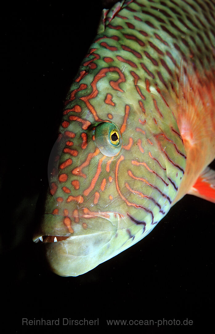 Bandcheek wrasse