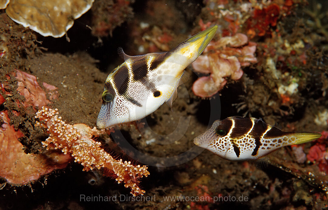 Black-saddled puffer