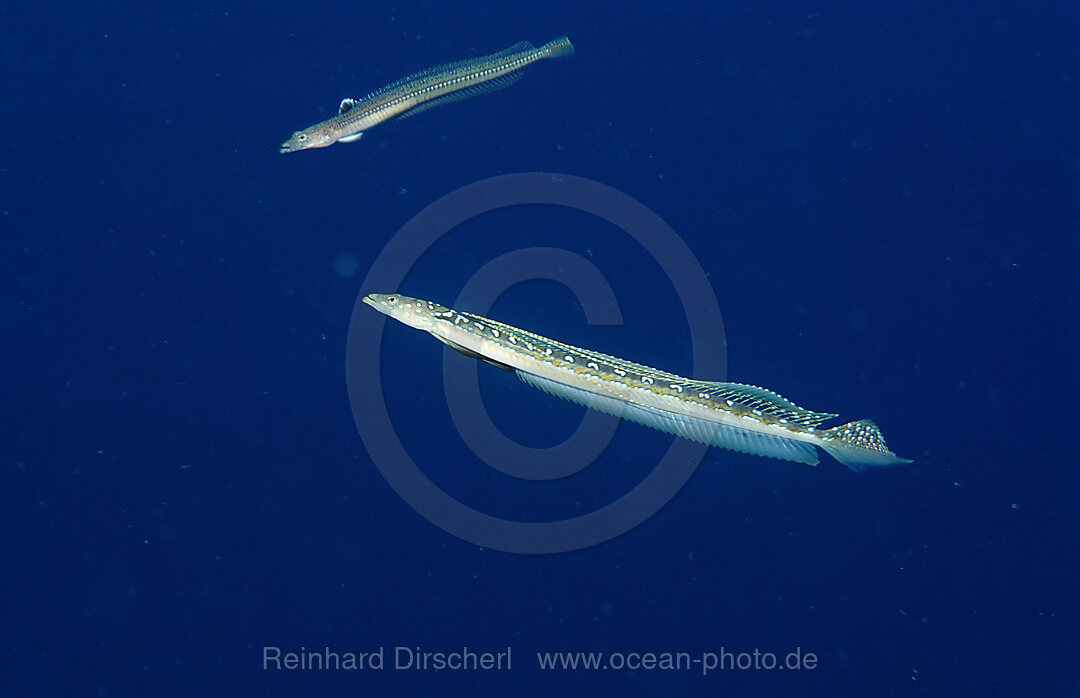 Long-rayed sand-diver