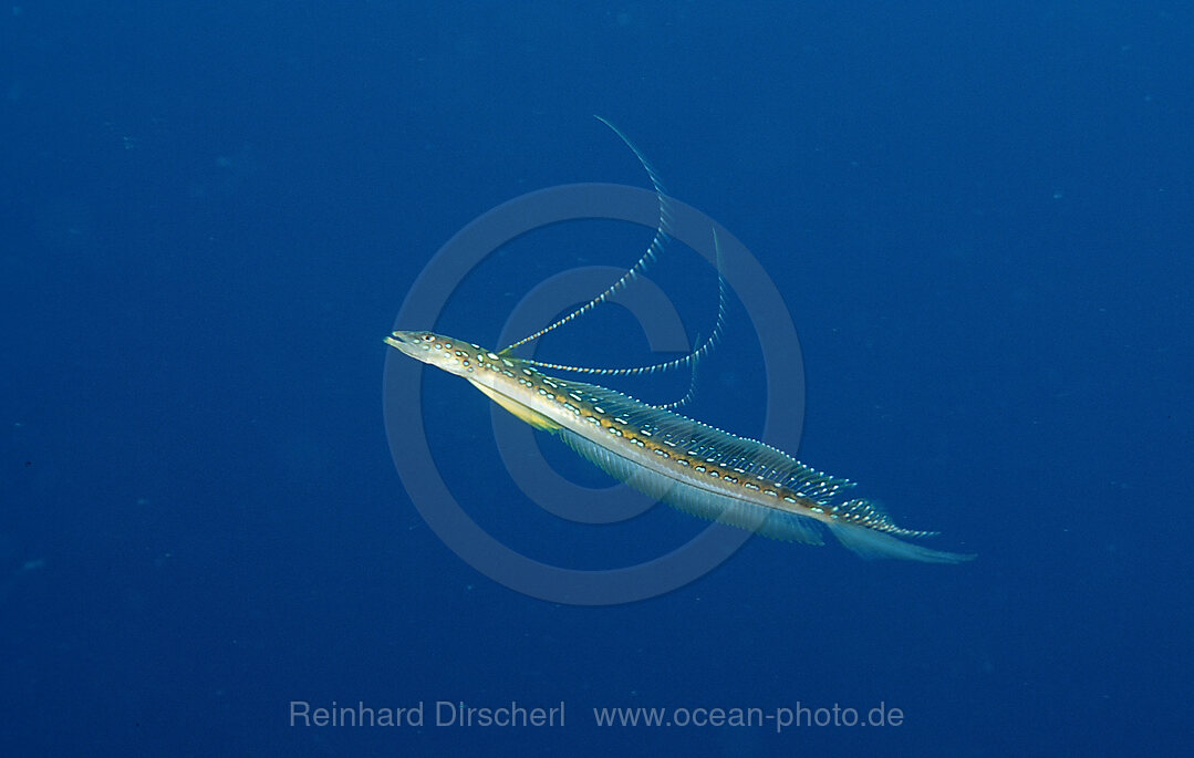 Langstrahlen-Sandtaucher, Trichonotus elegans, Bali, Indischer Ozean, Indonesien