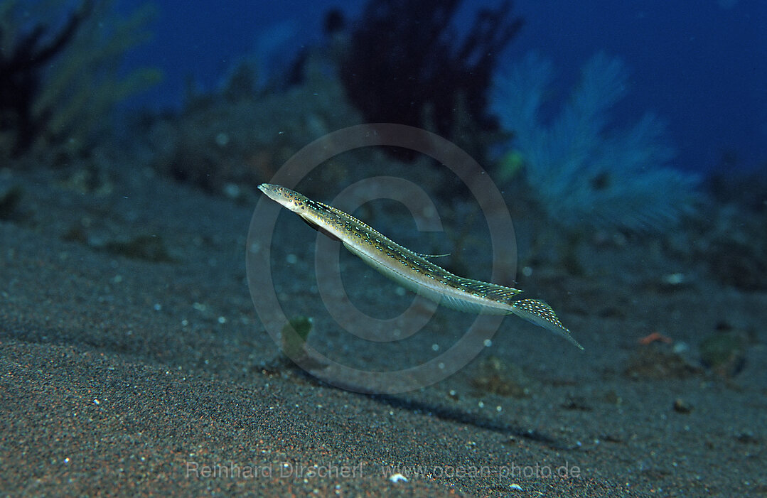 Long-rayed sand-diver