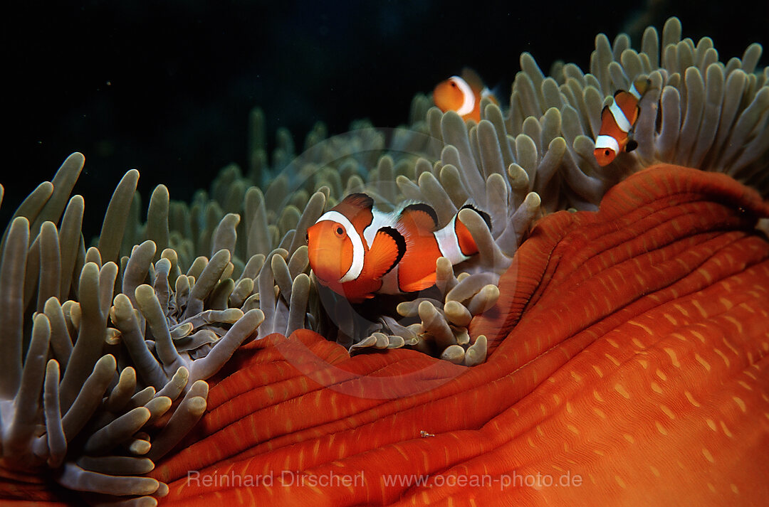 Zwei Orange-Ringel-Anemonenfische, Amphiprion ocellaris, Bali, Indischer Ozean, Indonesien