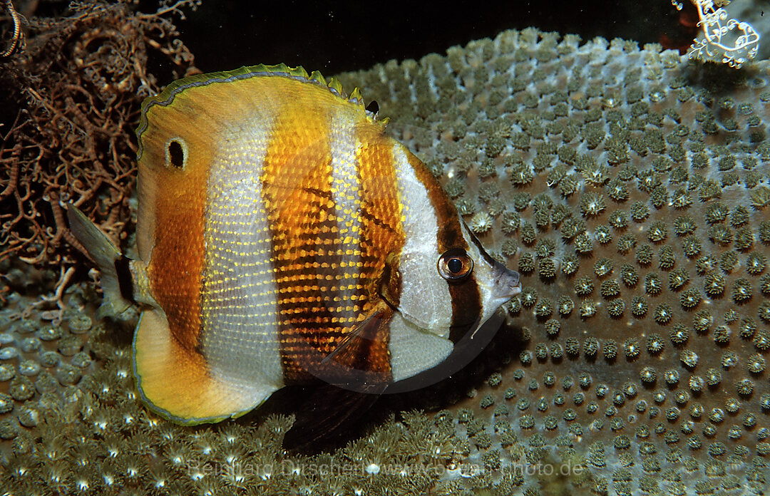 Augenfleck-Coradion, Coradion chrysozonus, Bali, Indischer Ozean, Indonesien