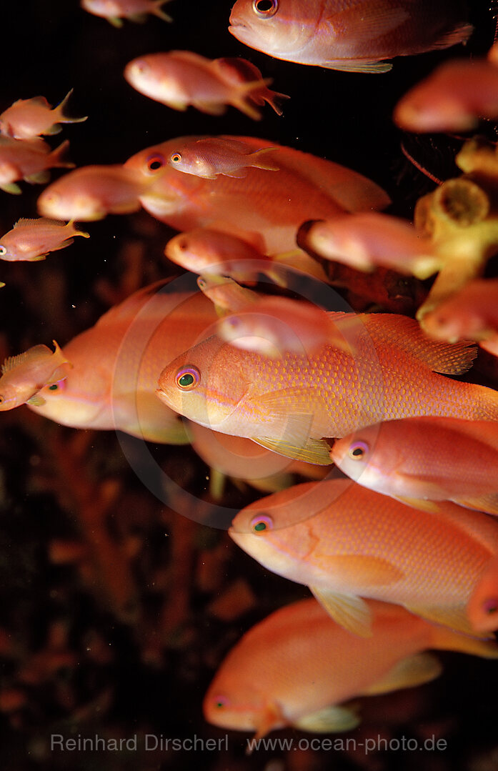 Juwelen-Fahnenbarsch, Pseudanthias squamipinnis, Bali, Indischer Ozean, Indonesien