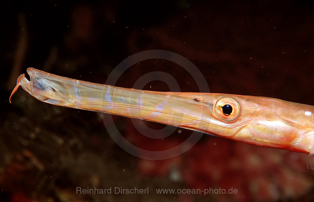 Trompetenfisch, Aulostomus chinensis, Bali, Indischer Ozean, Indonesien