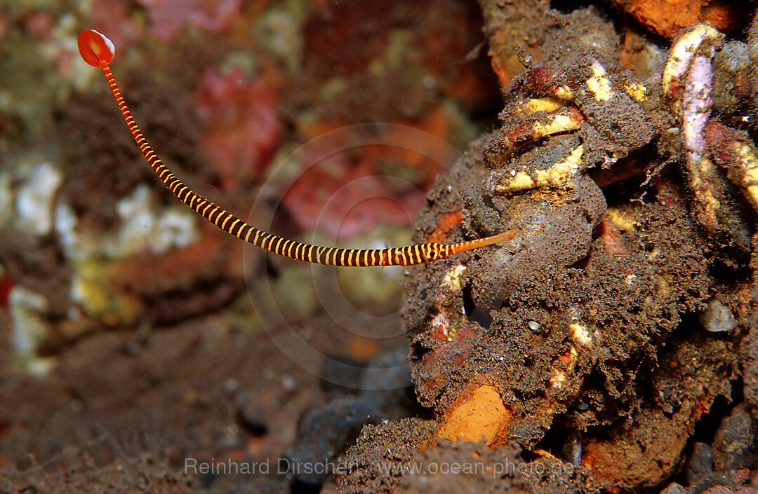 Geringelte Seenadel, Doryrhamphus multiannulatus, Bali, Indischer Ozean, Indonesien