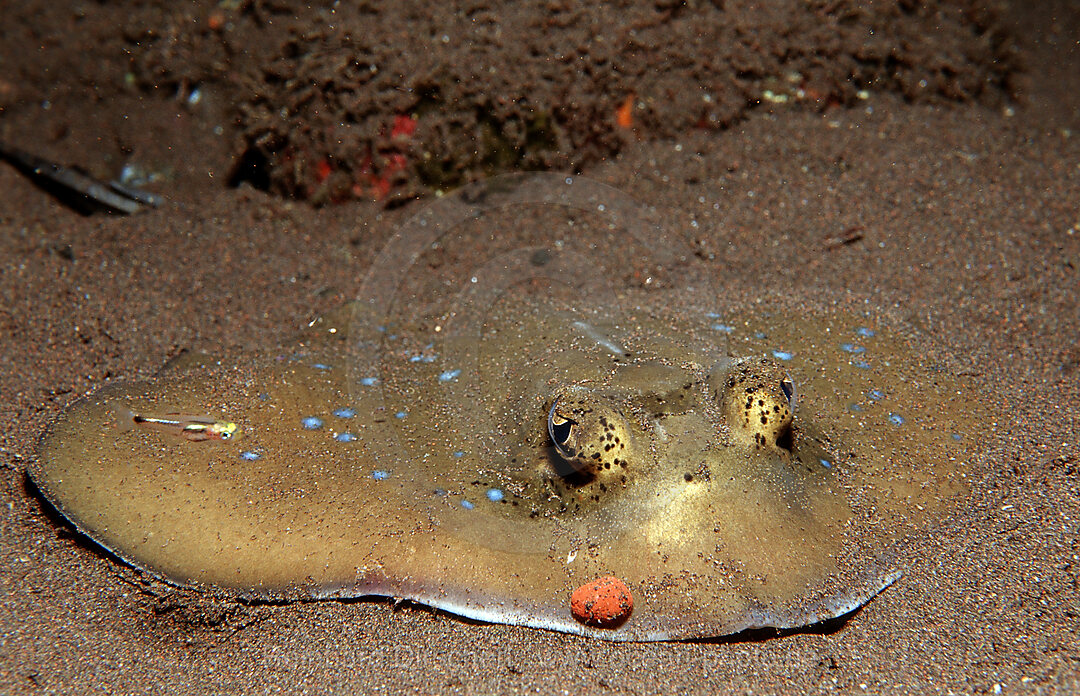 Blue-spotted stingray