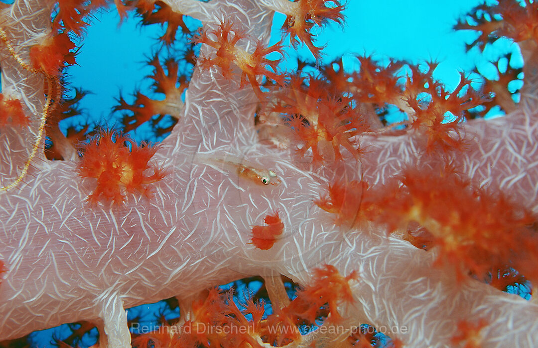 Common ghost goby on soft coral