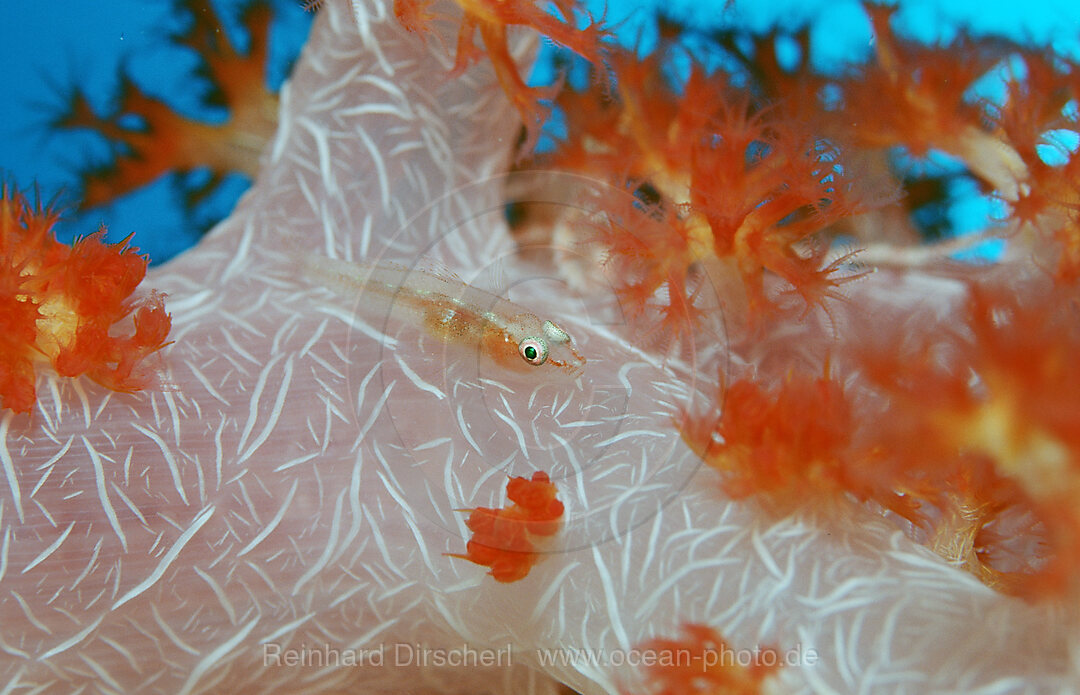 Mosambik-Zwerggrundel auf Weichkoralle, Pleurosicya mossambica, Bali, Indischer Ozean, Indonesien