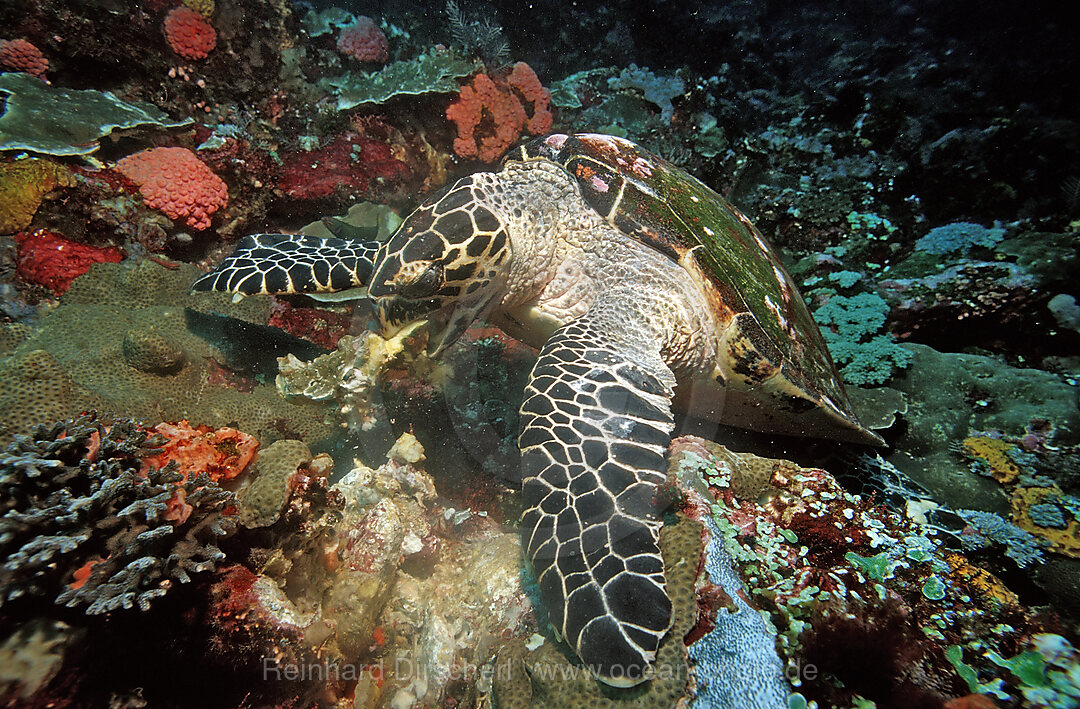 Hawksbill turtle eating sponge