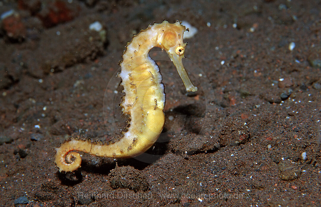 Dorniges Seepferdchen, Hippocampus histrix, Bali, Indischer Ozean, Indonesien