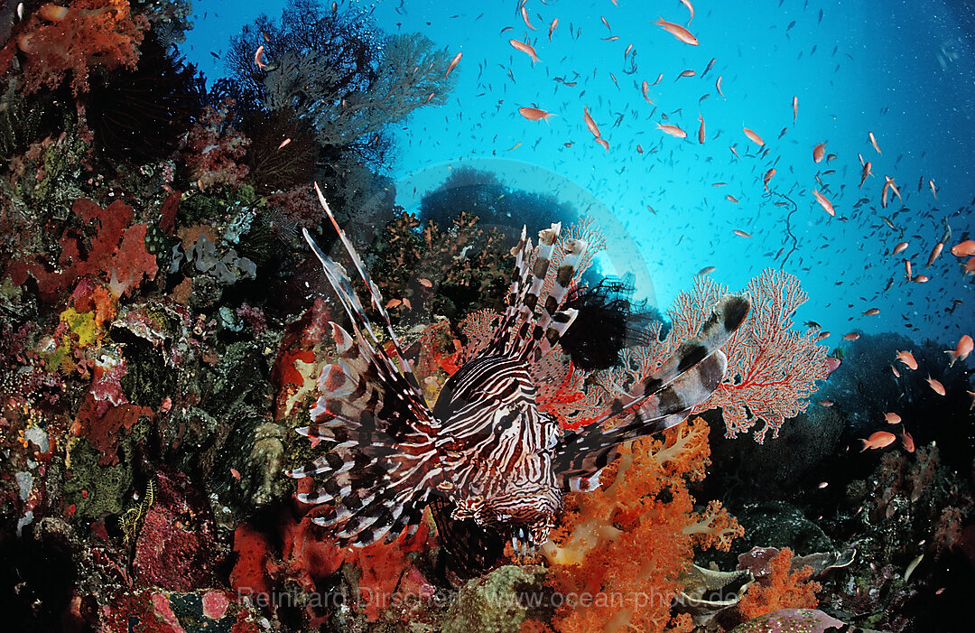 Rotfeuerfisch, Pterois volitans, Bali, Indischer Ozean, Indonesien