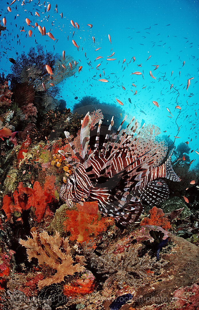 Lionfish, Turkeyfish