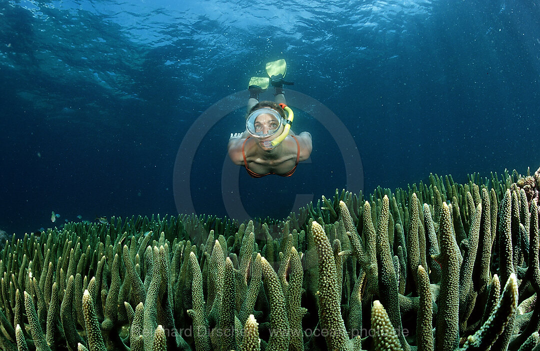 Frau beim Schnorcheln, Bali, Indischer Ozean, Indonesien