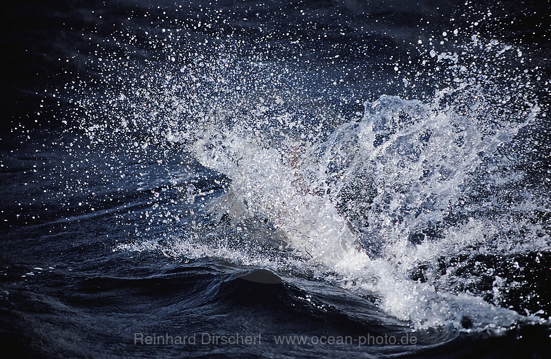 bottlenose dolphin