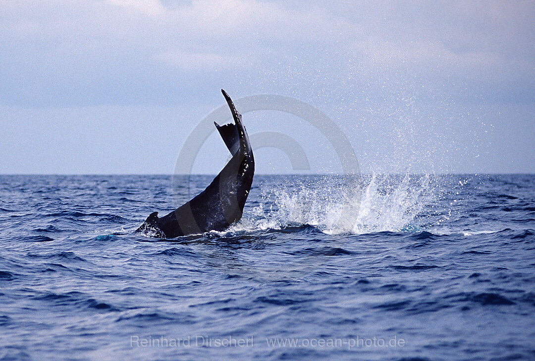 Humpback whale tail fin