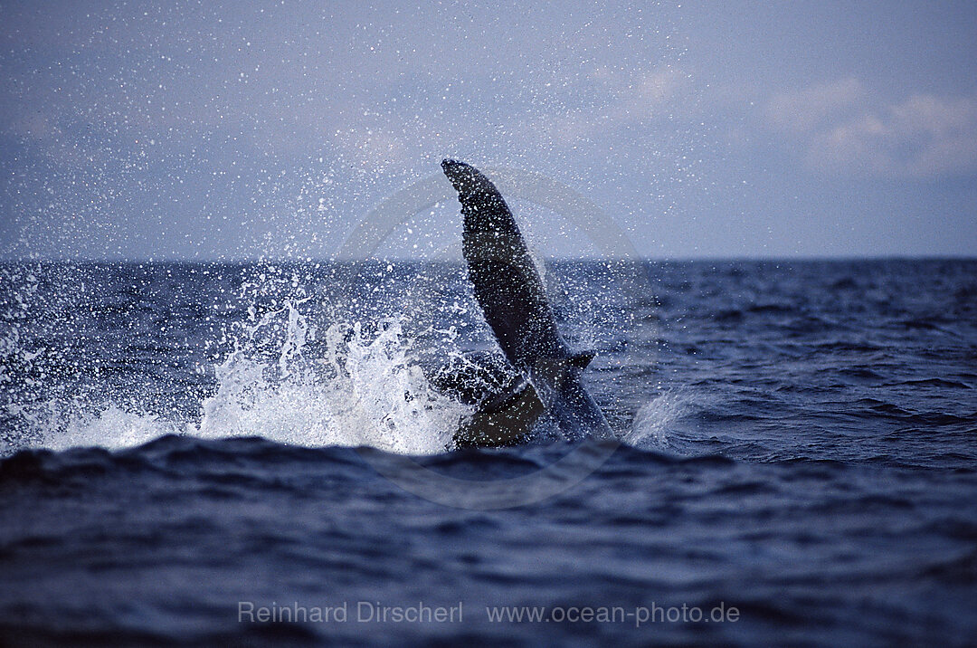 Humpback whale tail fin