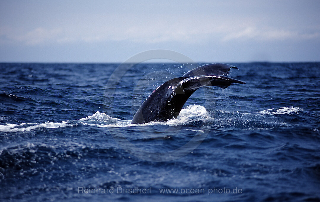 Humpback whale tail fin