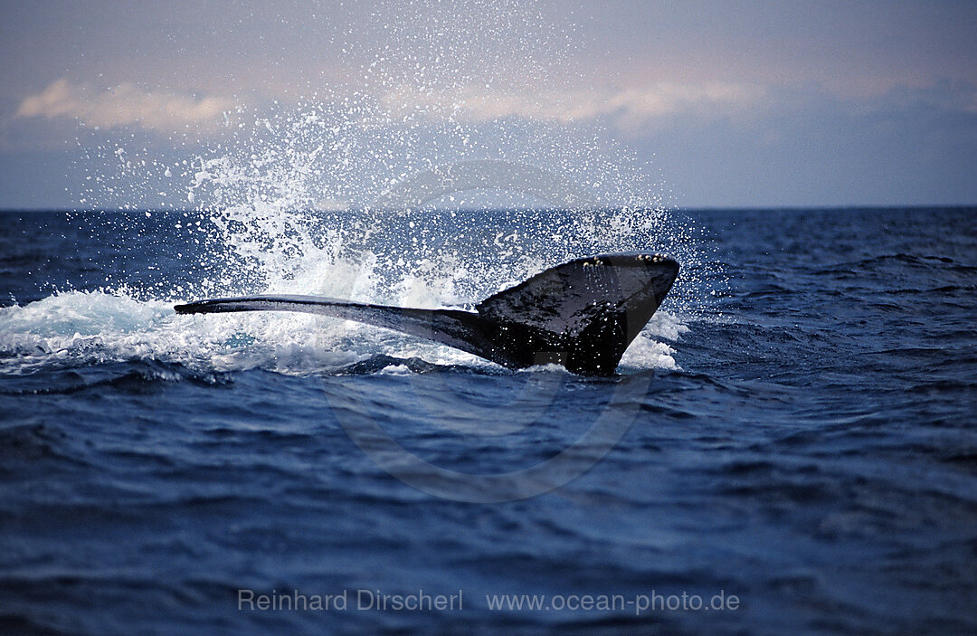 Humpback whale tail fin