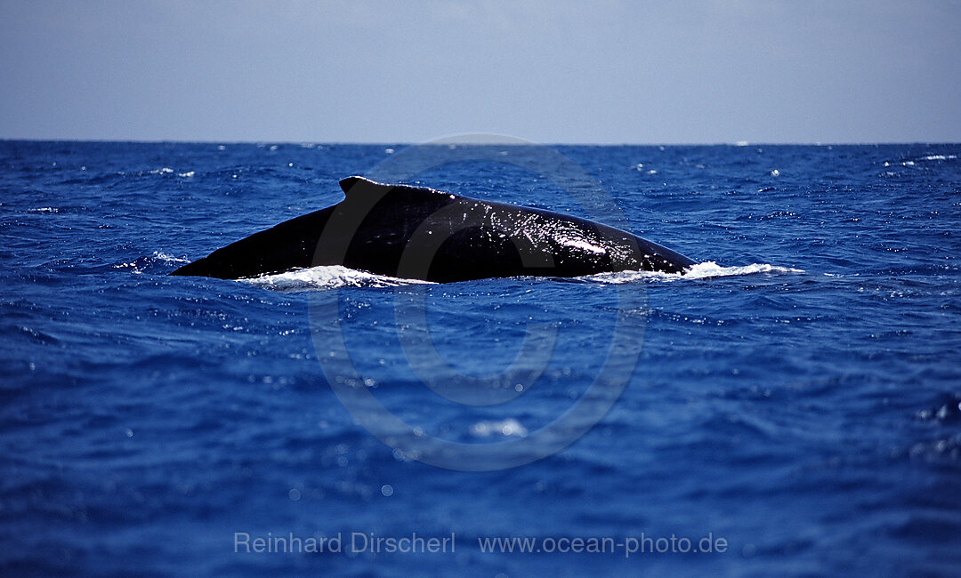 Humpback whale