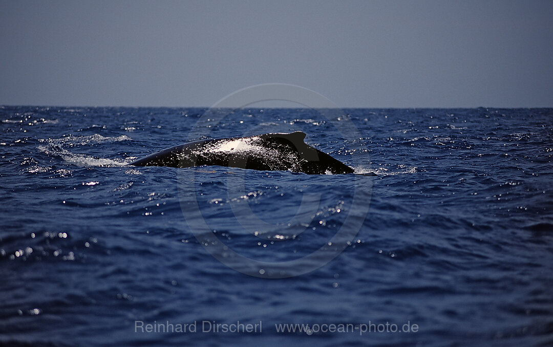 Humpback whale