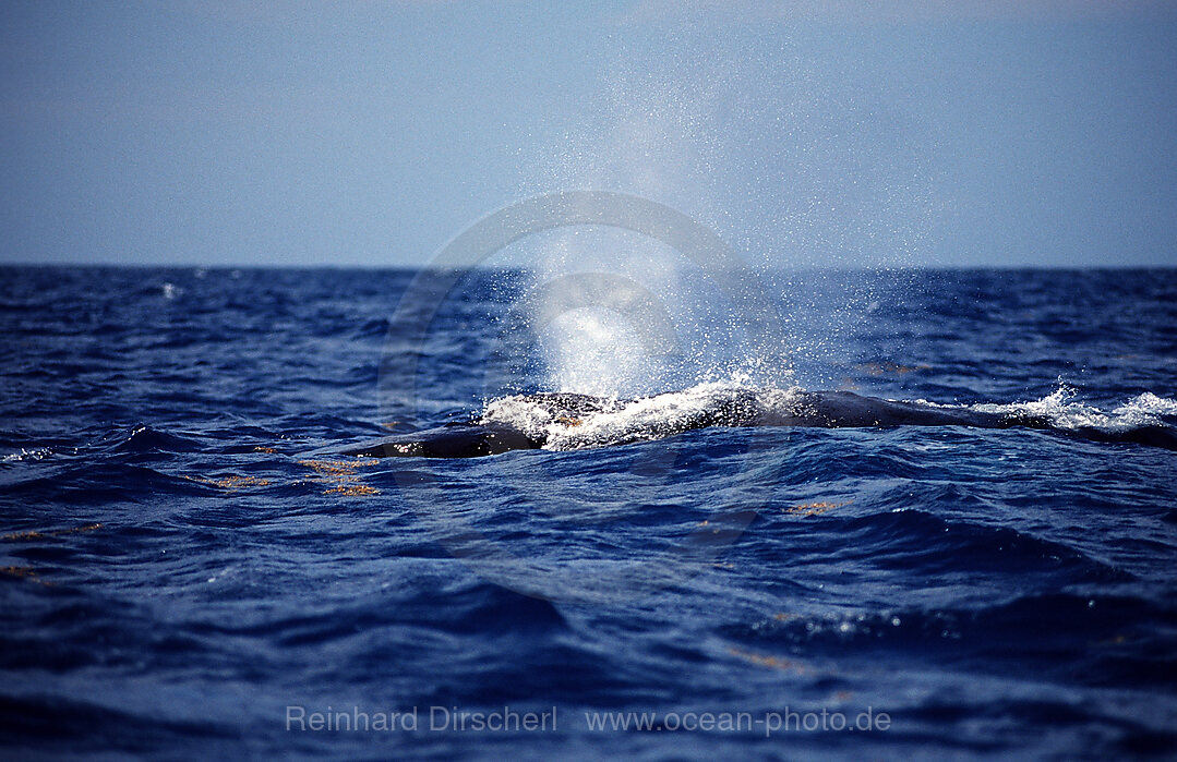 Humpback whale breathing at surface