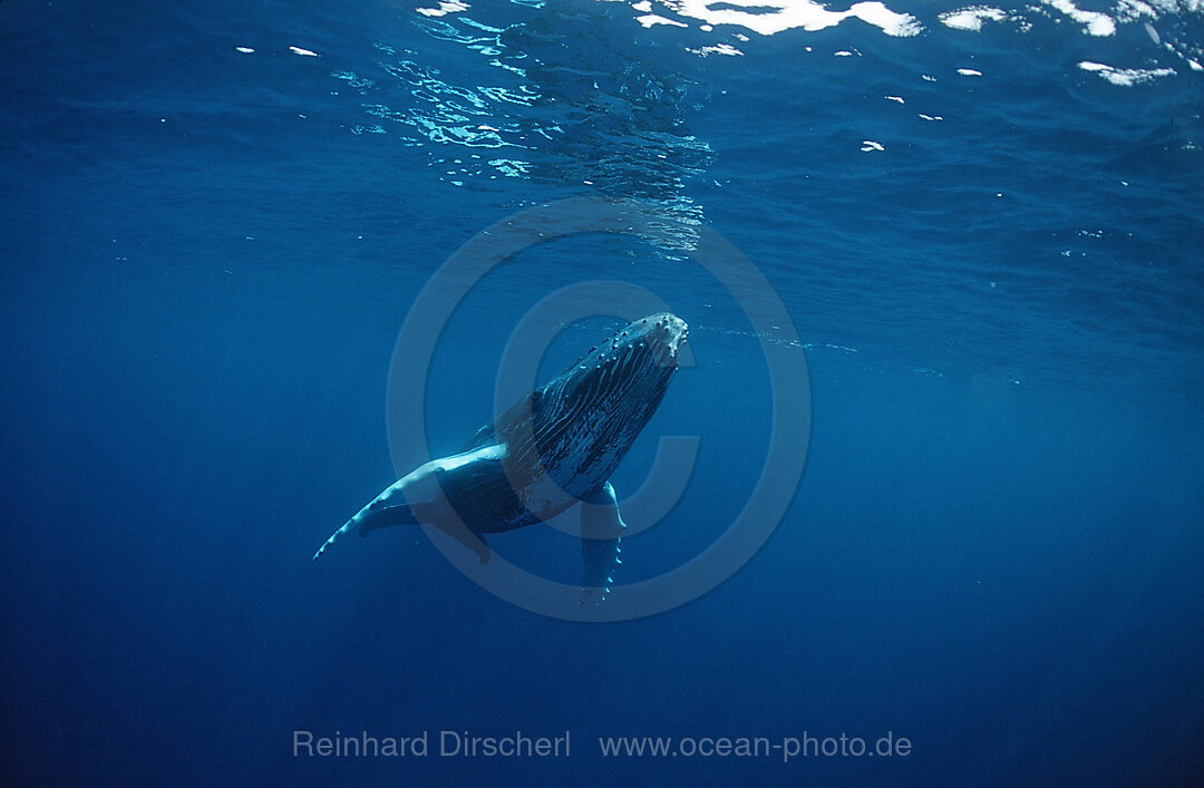 Humpback whale, Calf