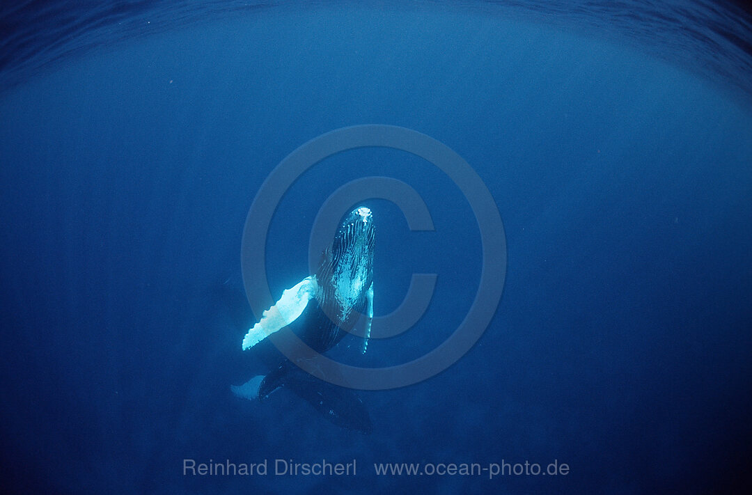 Humpback whale, Calf