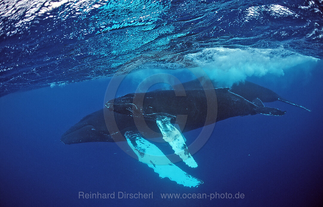 Buckelwal, Mutter und Kalb, Megaptera novaeangliae, Silverbanks, Karibisches Meer, Dominikanische Republik