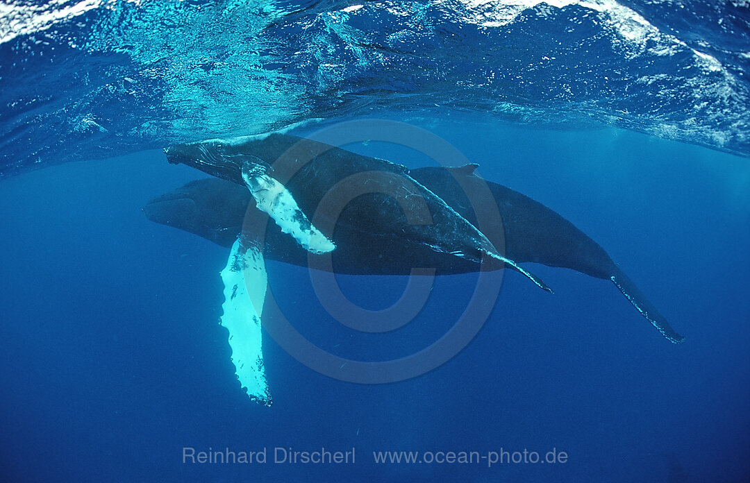 Buckelwal, Mutter und Kalb, Megaptera novaeangliae, Silverbanks, Karibisches Meer, Dominikanische Republik