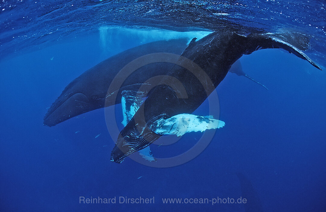Humpback whale, mother and Calf