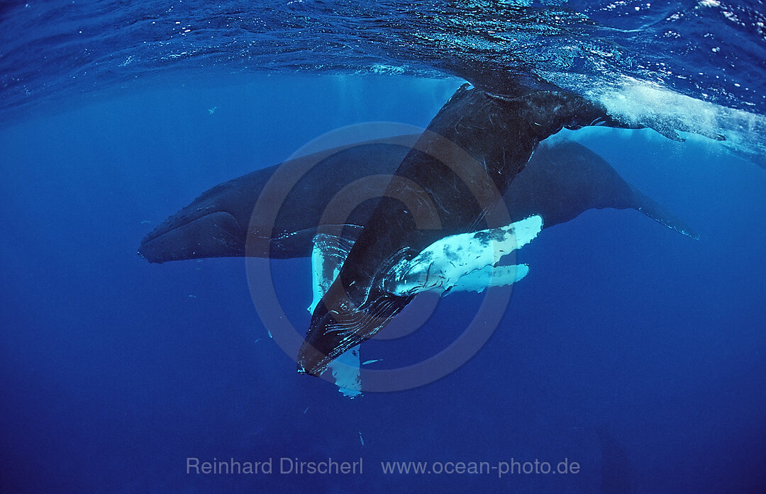 Buckelwal, Mutter und Kalb, Megaptera novaeangliae, Silverbanks, Karibisches Meer, Dominikanische Republik