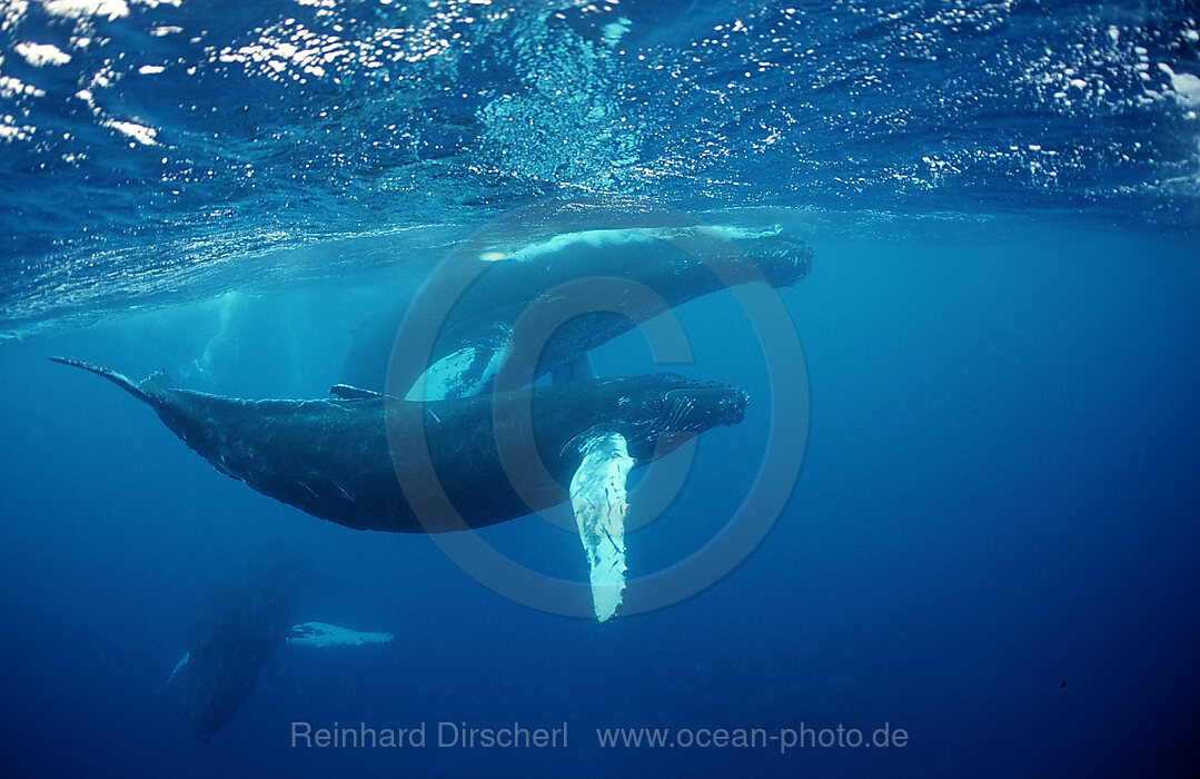 Buckelwal, Mutter und Kalb, Megaptera novaeangliae, Silverbanks, Karibisches Meer, Dominikanische Republik