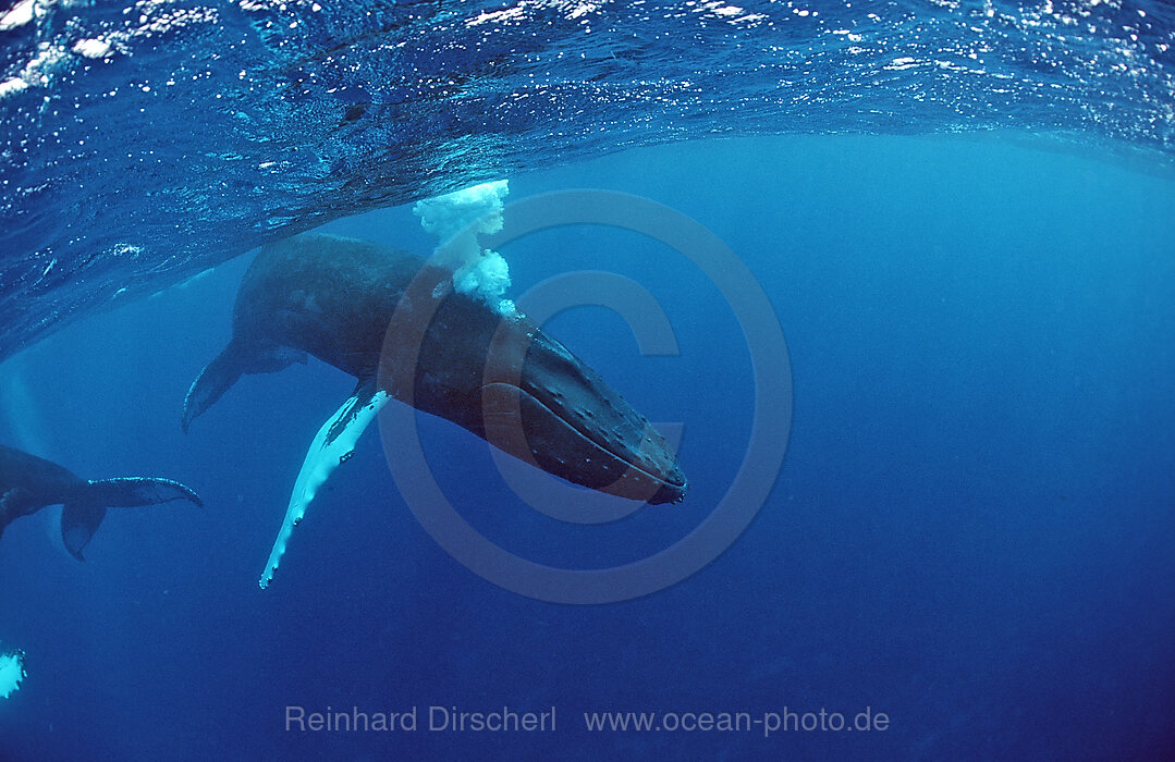 Humpback whale, Calf