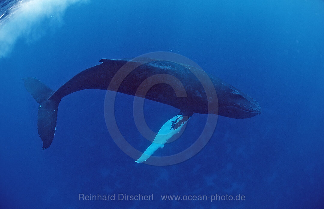 Humpback whale, Calf, Megaptera novaeangliae, Silverbanks, Caribbean Sea, Dominican Republic