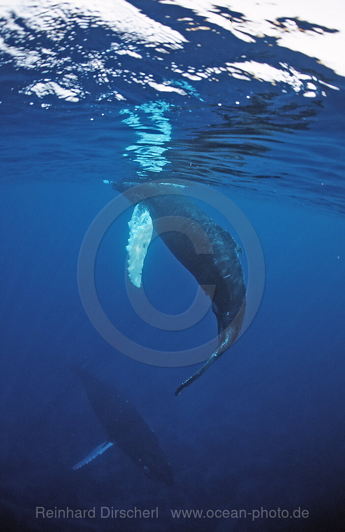 Humpback whale, mother and Calf, Megaptera novaeangliae, Silverbanks, Caribbean Sea, Dominican Republic