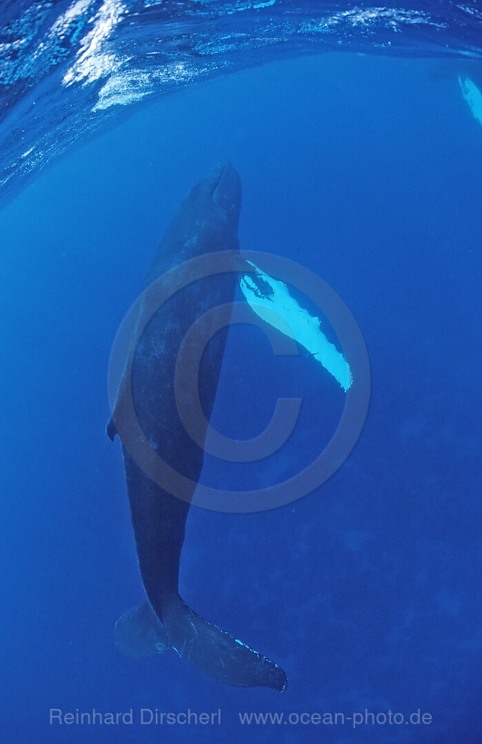 Humpback whale, Female, Megaptera novaeangliae, Silverbanks, Caribbean Sea, Dominican Republic