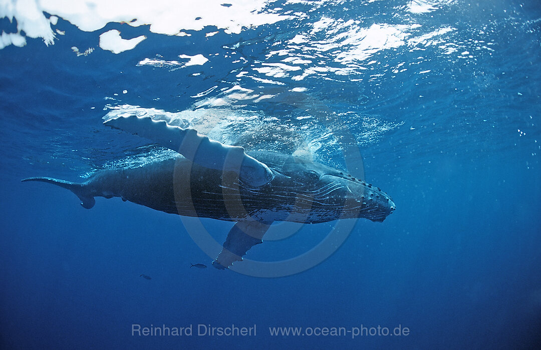 Humpback whale, Calf