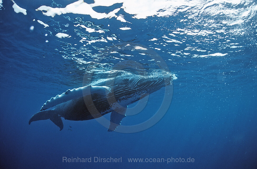 Humpback whale, Calf