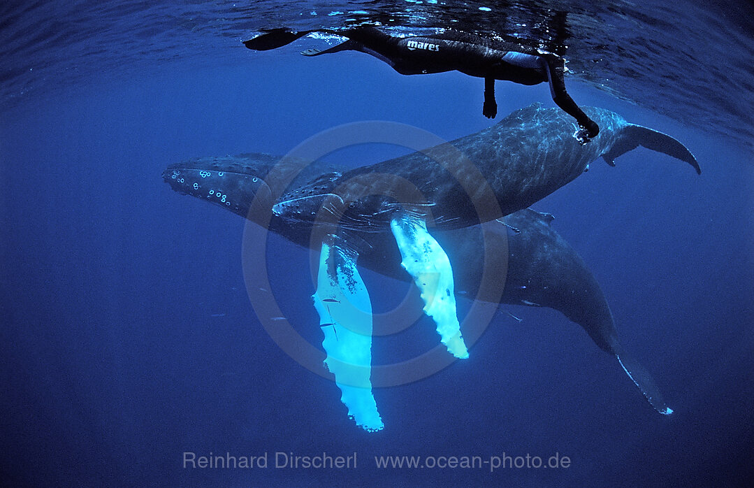 Humpback whale, mother, calf and snorkeler