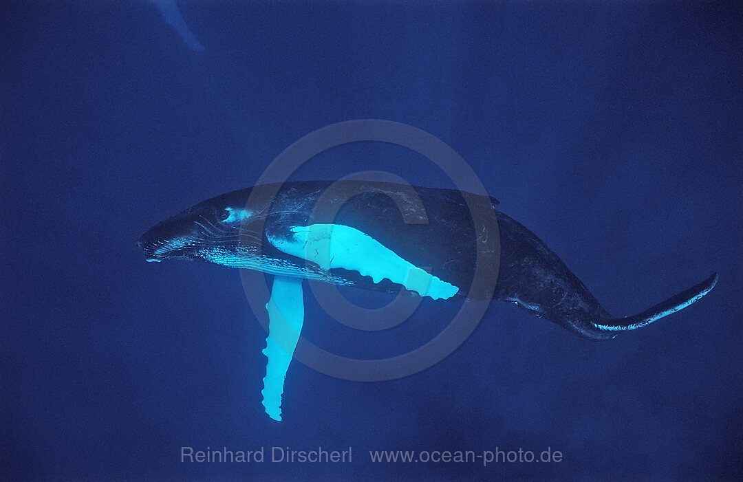 Humpback whale, Calf