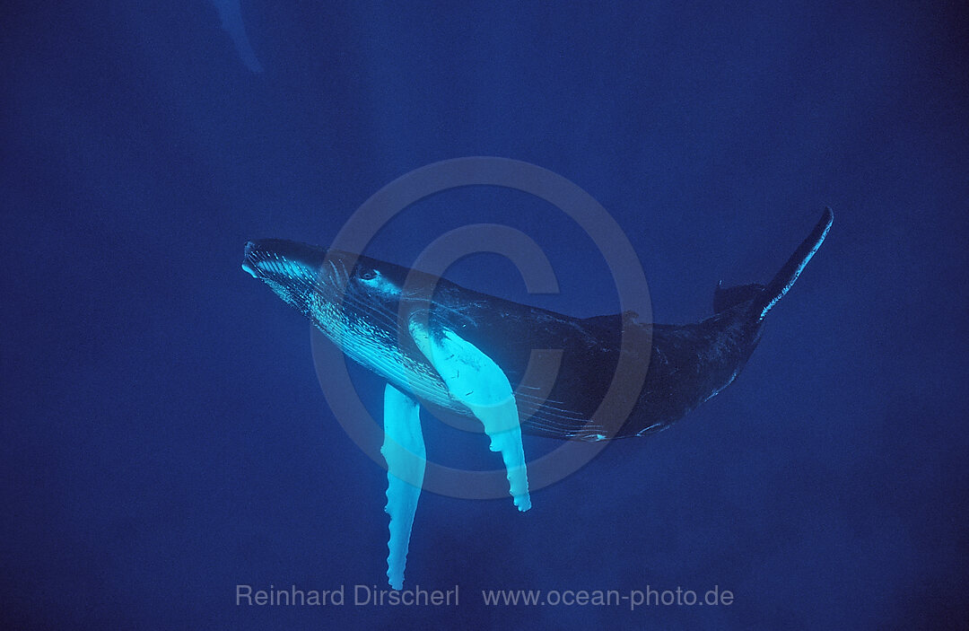 Humpback whale, Calf, Megaptera novaeangliae, Silverbanks, Caribbean Sea, Dominican Republic