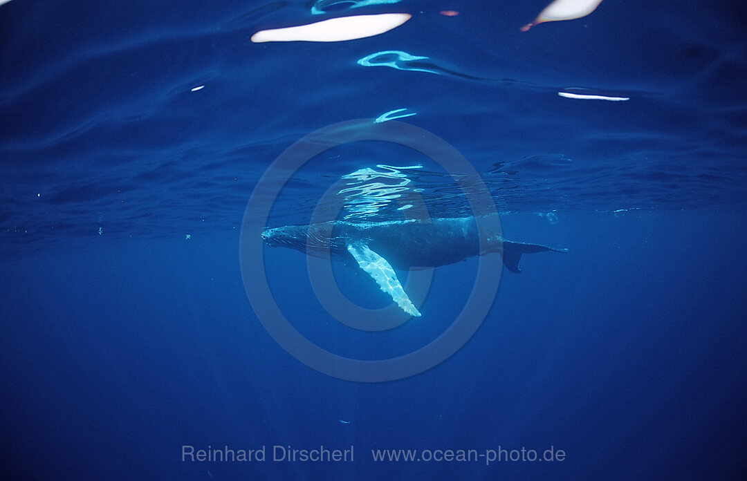 Humpback whale, Calf