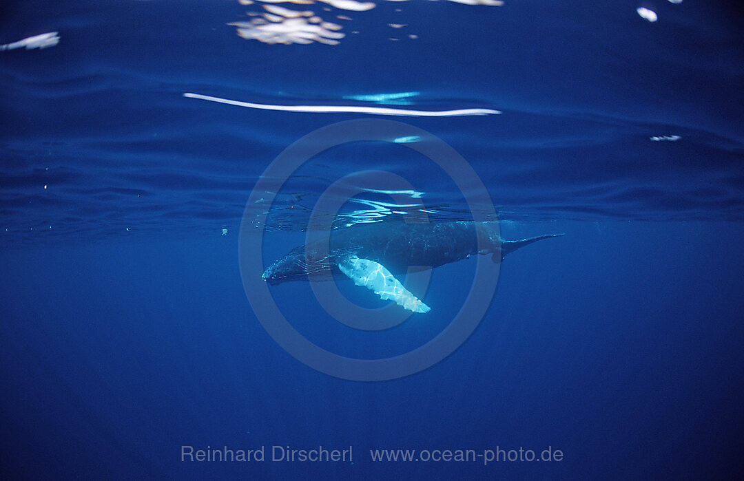 Humpback whale, Calf